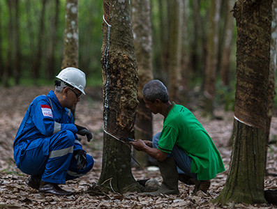 Organic Rubber Cultivation (BUKOR): Increase Rubber Production